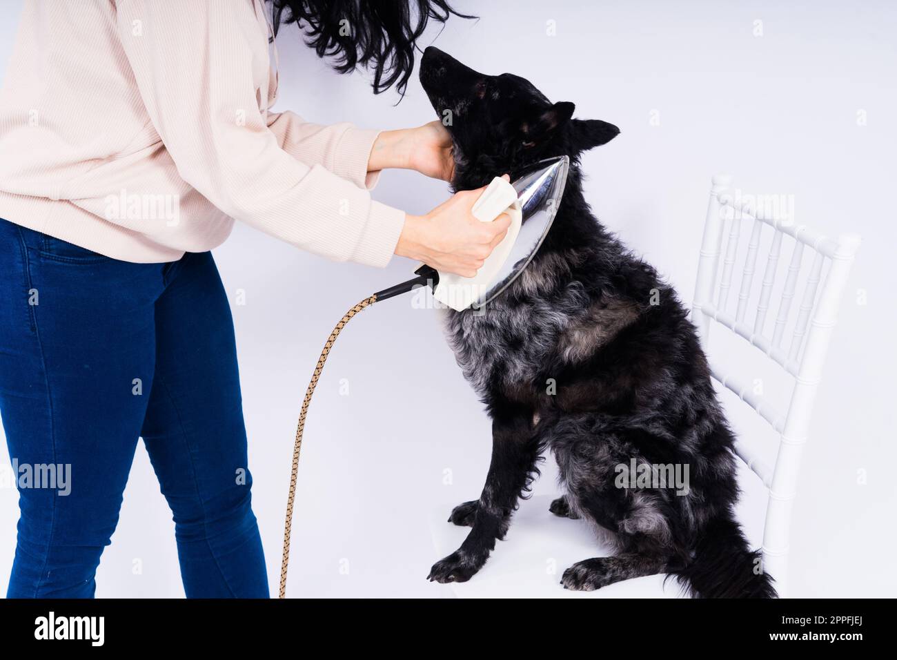 Cane Mudi con ferro elettrico su sfondo bianco. Il cane posa mentre fa i lavori di casa. Foto Stock