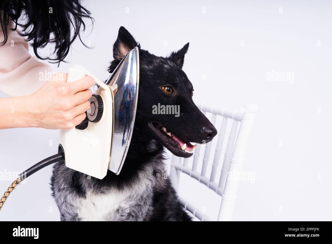 Cane Mudi con ferro elettrico su sfondo bianco. Il cane posa mentre fa i lavori di casa. Foto Stock