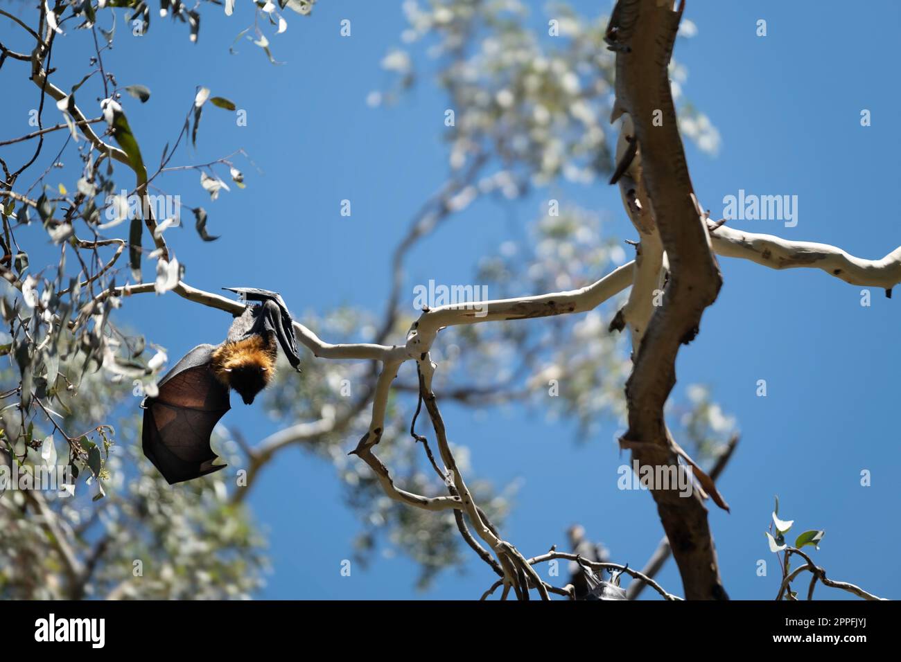 Pipistrelli di frutta (volpi volanti dalla testa grigia) appesi a testa in giù in un albero a Melbourne, Australia Foto Stock