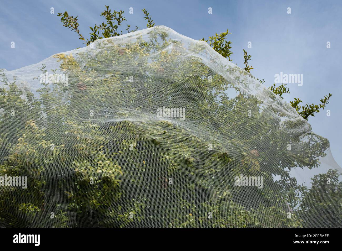 Albero verde con frutta protetta con sottile rete di plastica contro gli uccelli pecking Foto Stock