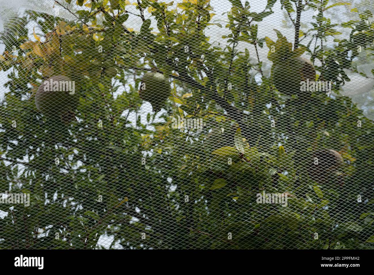 Albero verde con frutta protetta con sottile rete di plastica contro gli uccelli pecking Foto Stock