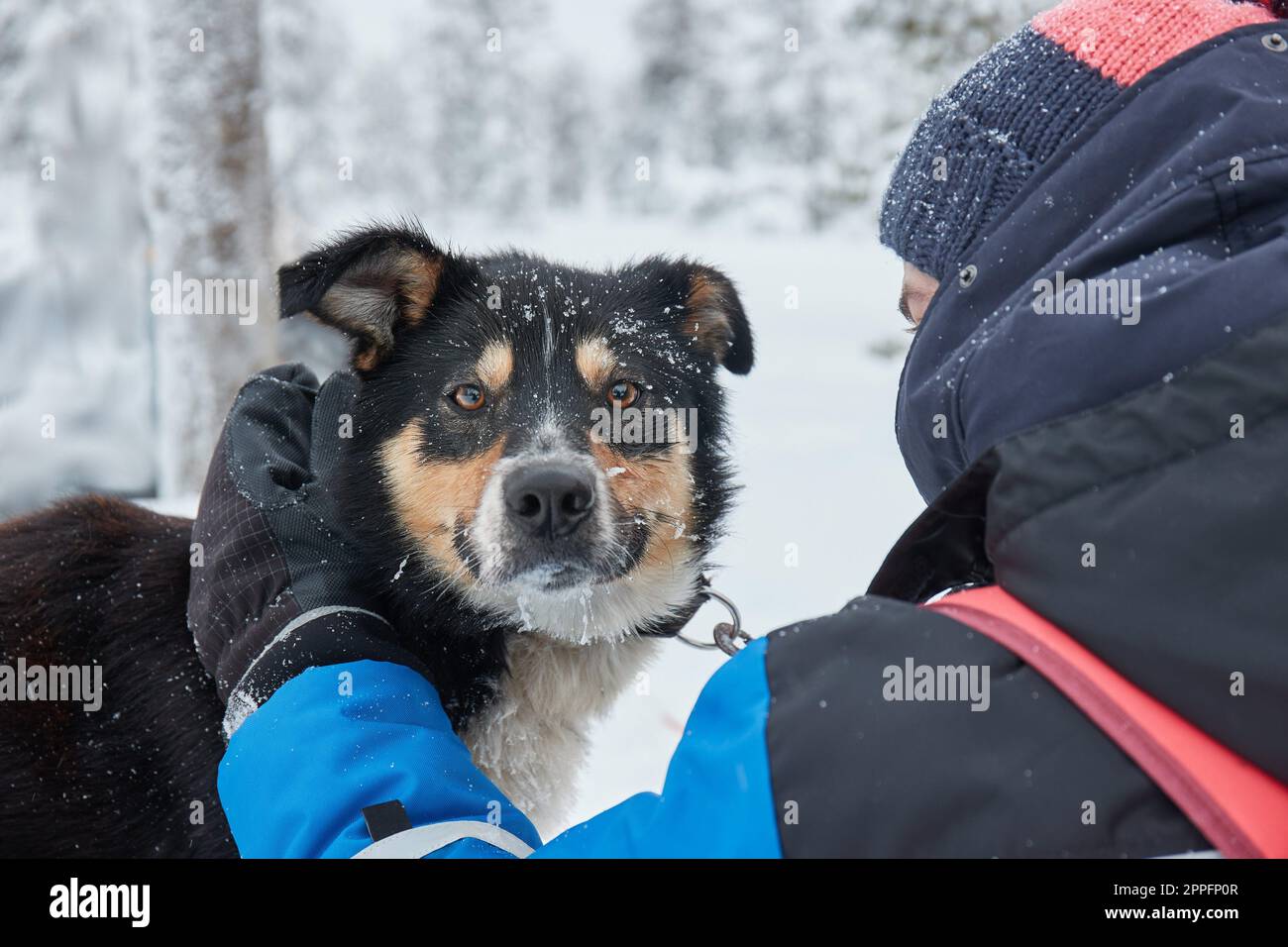 Carino cane giocoso nella neve Foto Stock