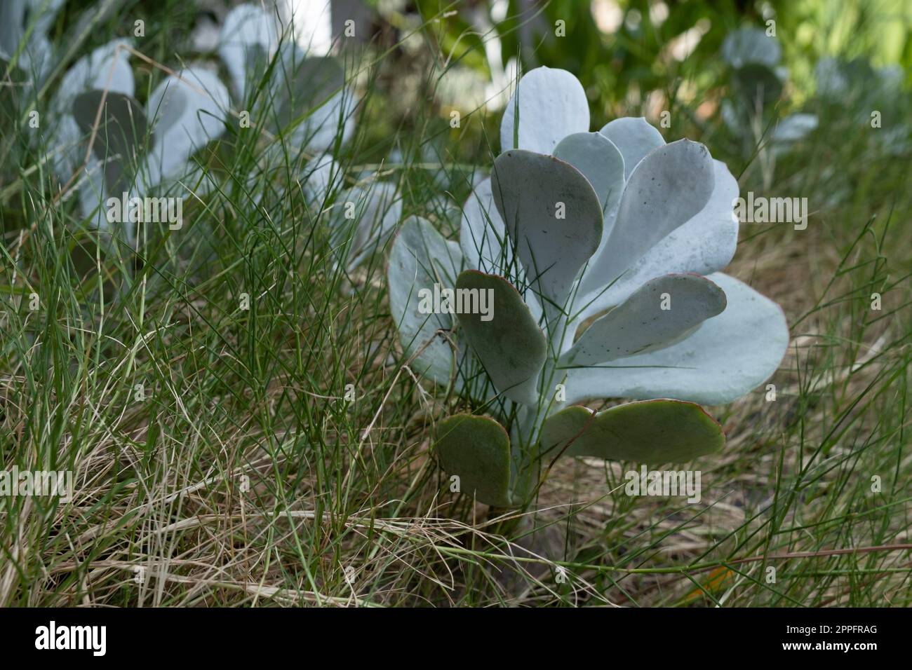 Tra l'erba cresce il cotyledon Orbiculata, comunemente noto come orecchio di maiale o ombelico a foglie rotonde Foto Stock