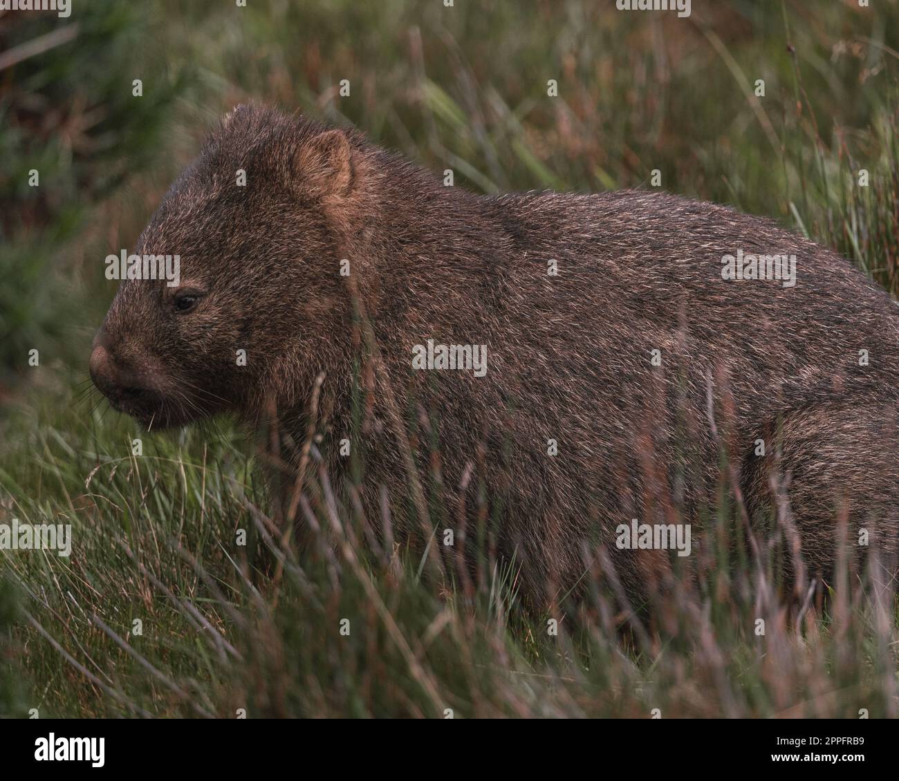 Wombat australiano nella natura Foto Stock