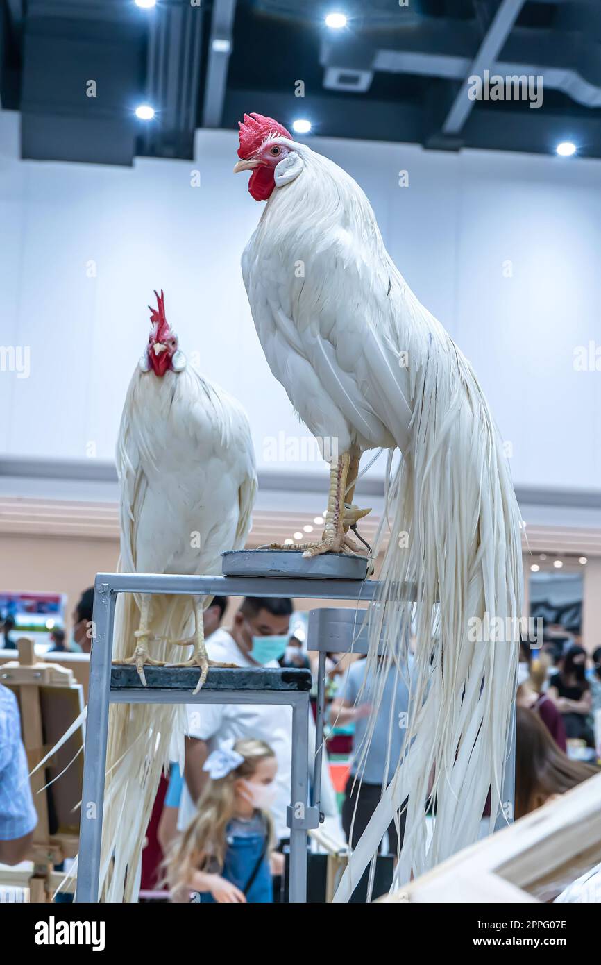 The Mall PET Plant POP Market Foto Stock