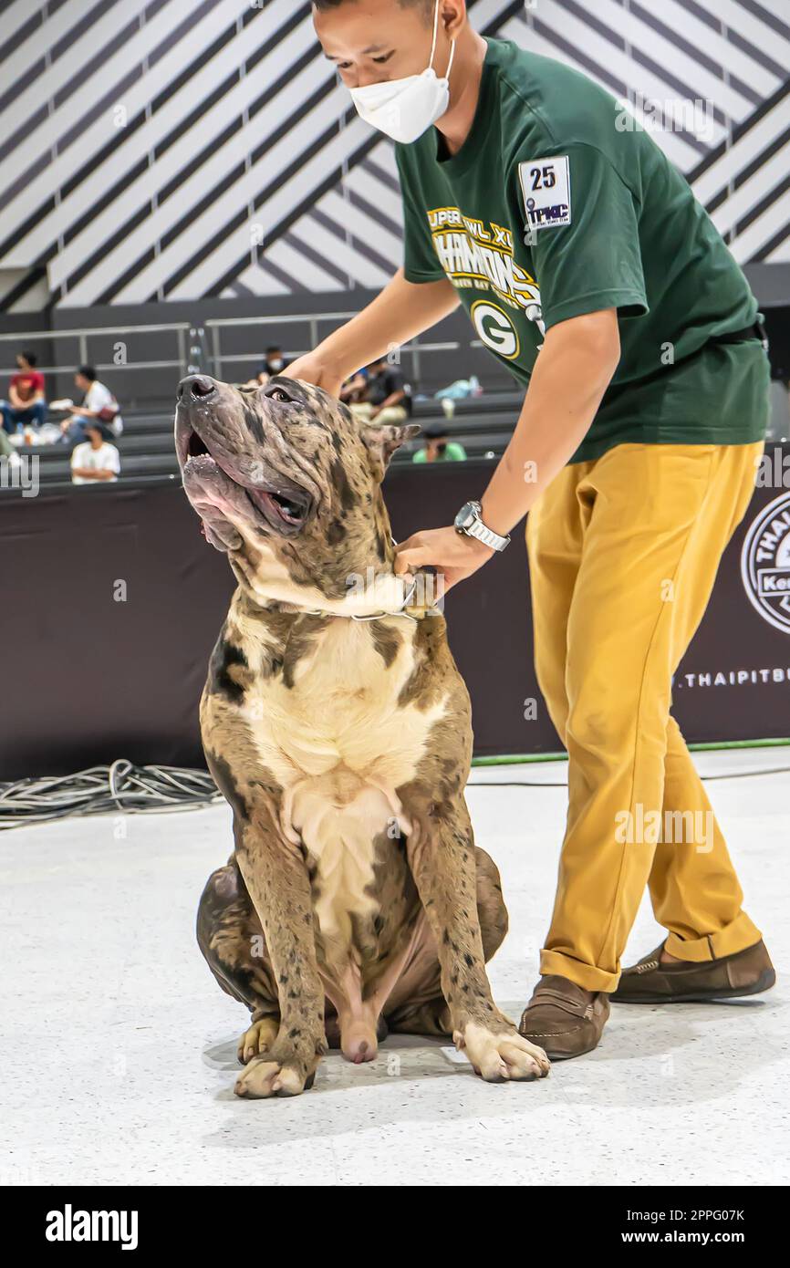 The Mall PET Plant POP Market Foto Stock