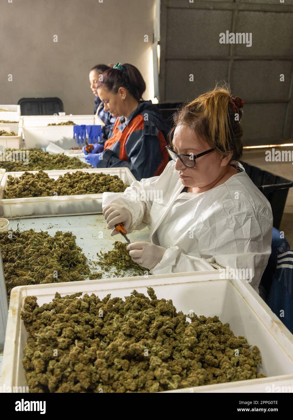 Femaleâ operai in guanti che rifiniscono con forbici foglie di marijuana da cime secche Foto Stock