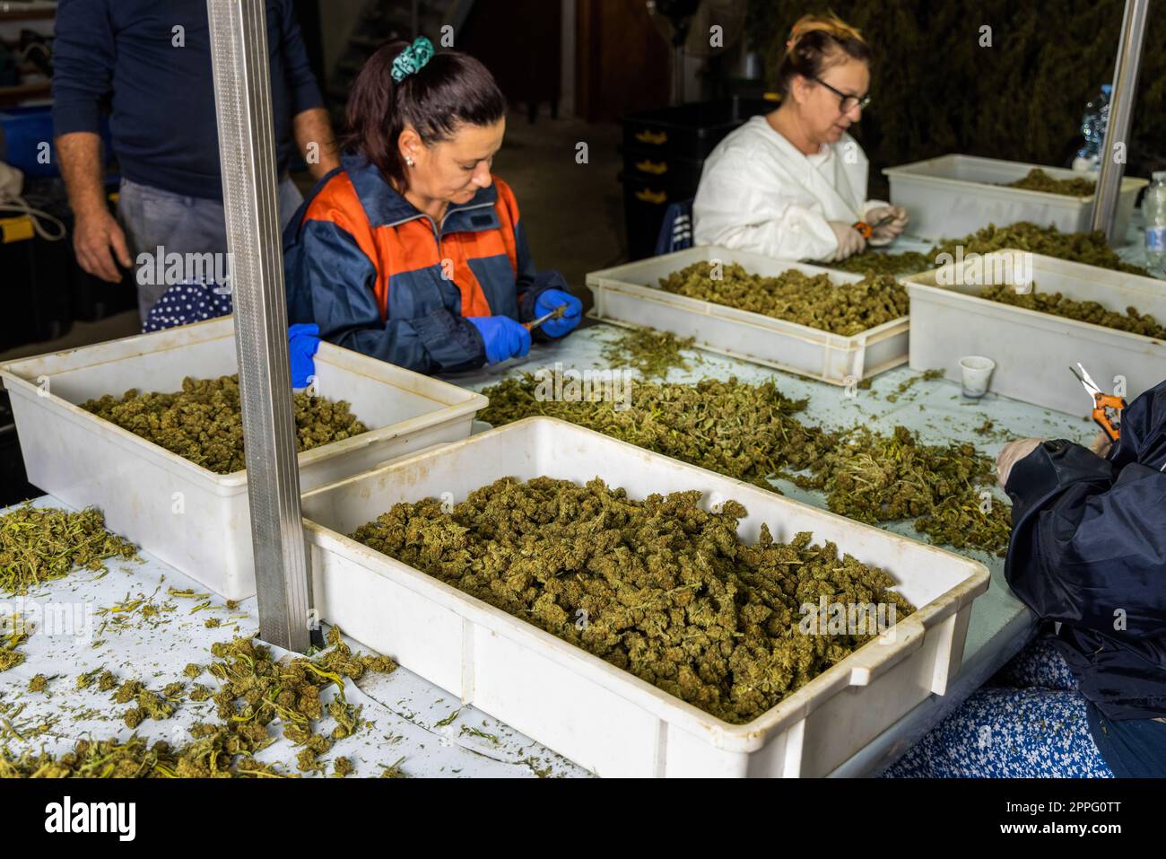 Femaleâ operai in guanti che rifiniscono con forbici foglie di marijuana da cime secche Foto Stock