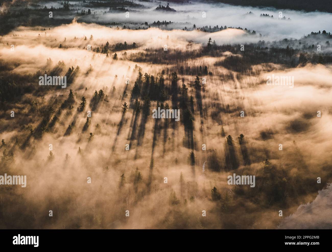 Gli alberi gettano ombre nella nebbia mattutina, all'alba, Maine Foto Stock