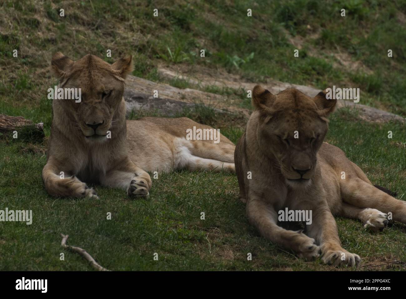 un solo leone sembra fare esercizi di yoga Foto Stock