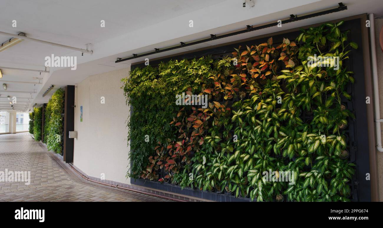 Parete verde di pianta all'esterno dell'edificio Foto Stock