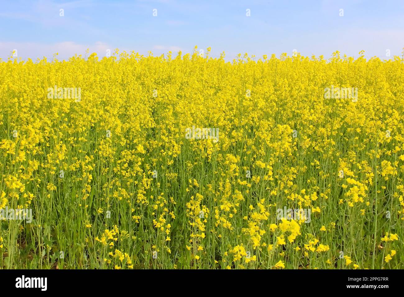 Paesaggio incredibilmente bello con campi di grano saraceno in fiore Foto Stock