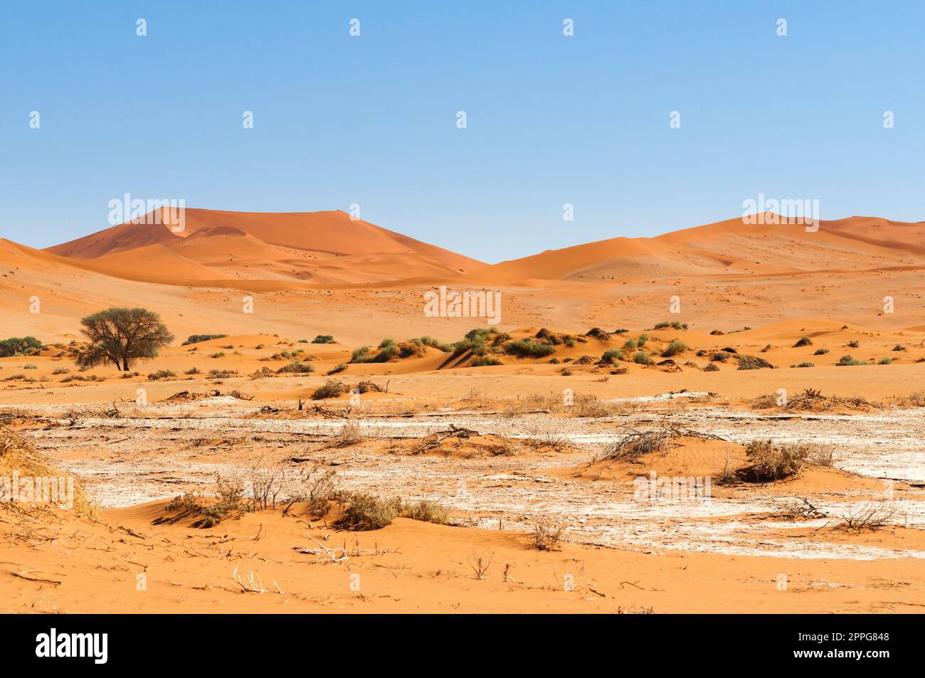 Alberi di acacia e dune nel deserto del Namib Foto Stock