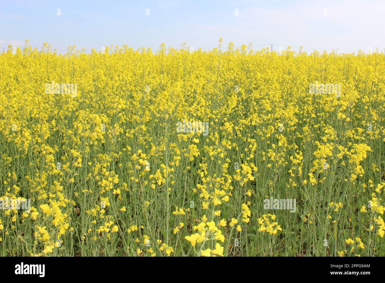 Paesaggio incredibilmente bello con campi di grano saraceno in fiore Foto Stock