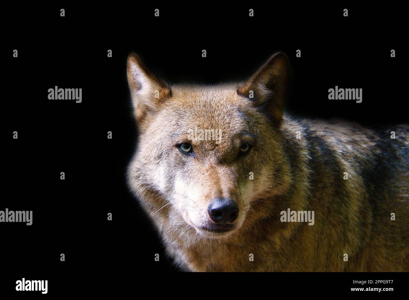 Lupo siberiano in ritratto. Predatore che guarda lo spettatore. Foto di mammiferi animali Foto Stock