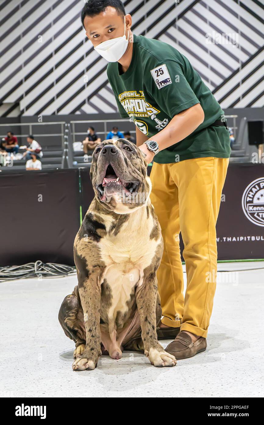 The Mall PET Plant POP Market Foto Stock