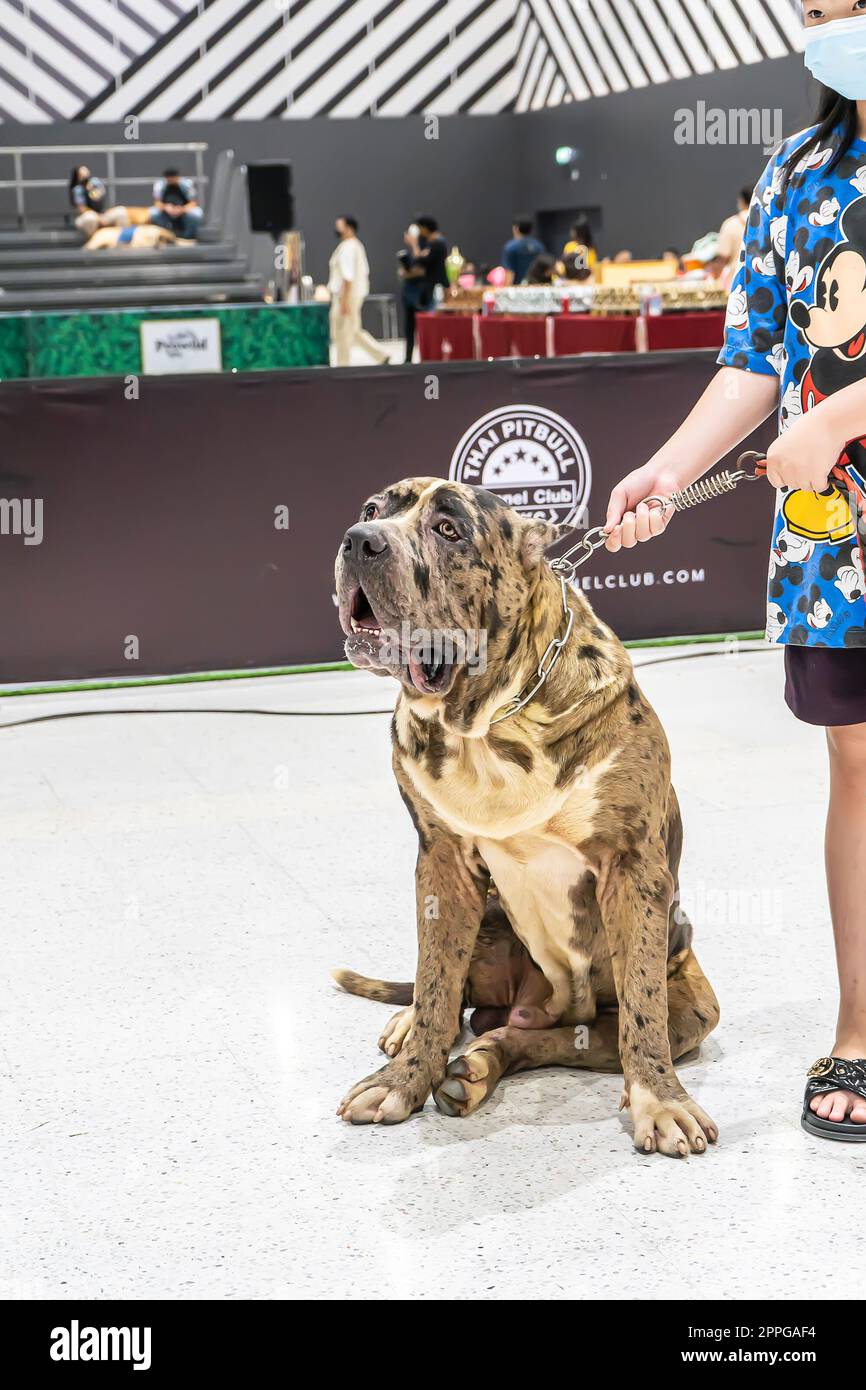 The Mall PET Plant POP Market Foto Stock