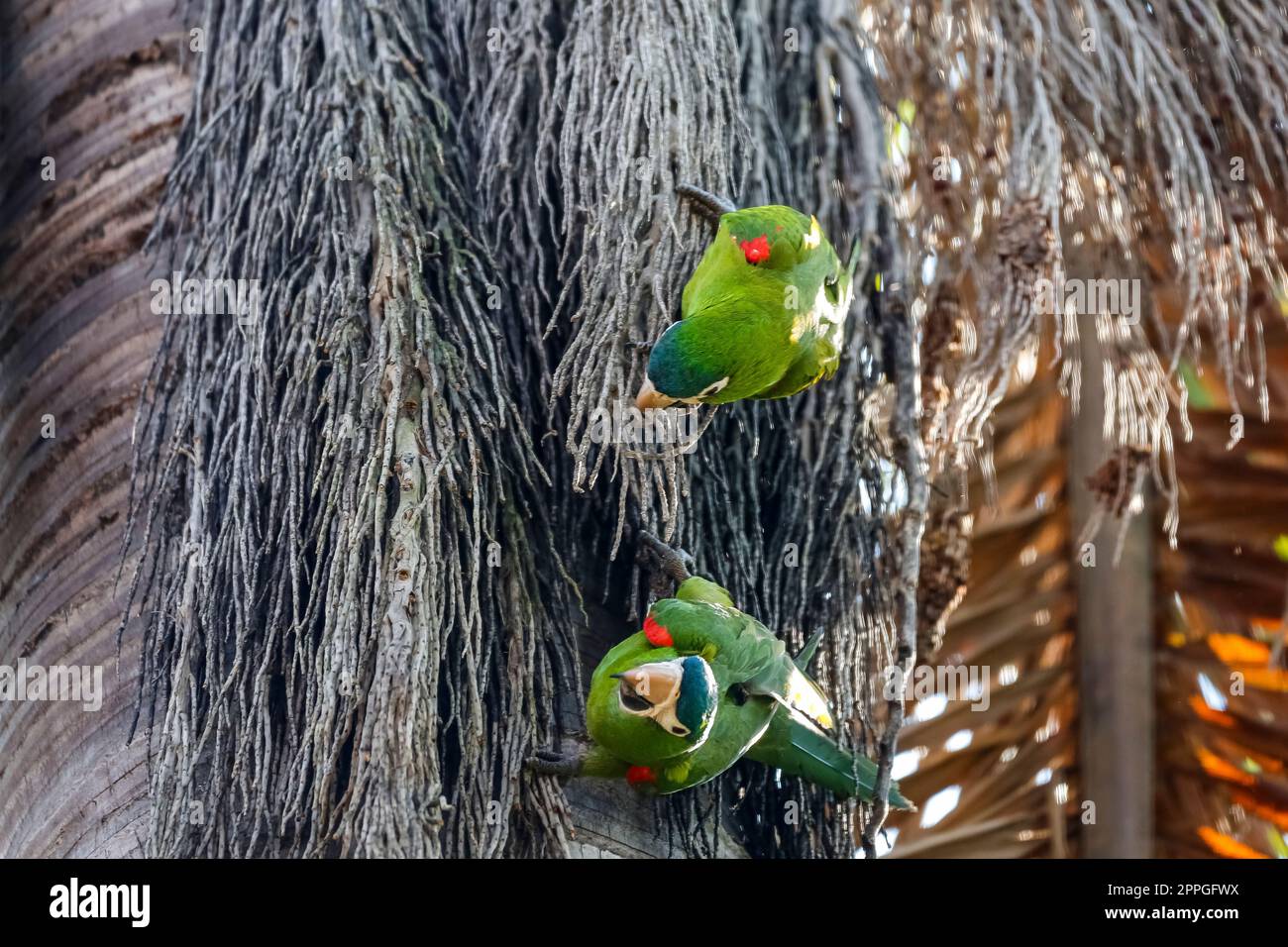 Primo piano di due Macaws dalla ribellione rossa che si arrampicano per primi in trefoli di palme, San Jose do Rio Claro, Mato Grosso, Brasile Foto Stock