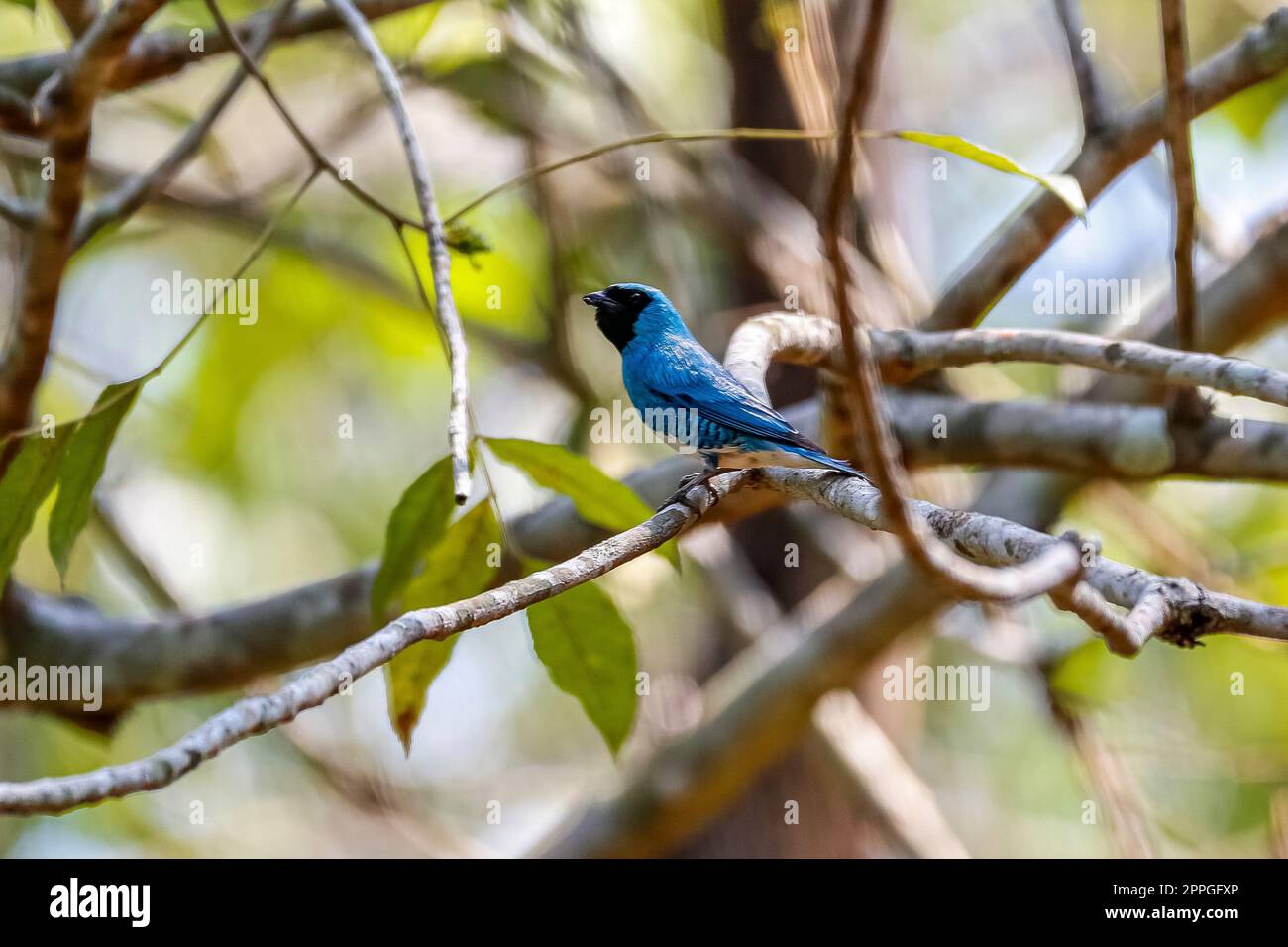 Bel Tanager Swallow colorato che si erosa su un piccolo ramo in un albero senza foglie, sfondo naturale sfocato, San Jose do Rio Claro, Mato Grosso, Braz Foto Stock