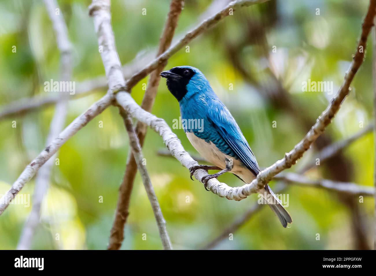 Bel Tanager Swallow colorato che si erosa su un piccolo ramo in un albero senza foglie, sfondo naturale sfocato, San Jose do Rio Claro, Mato Grosso, Braz Foto Stock