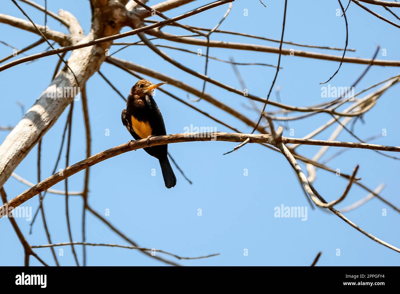 Jacamar marrone appollaiato su un albero senza foglie contro il cielo blu, guardando a destra, foresta pluviale amazzonica, San Jose do Rio Claro, Mato Grosso, Brasile Foto Stock