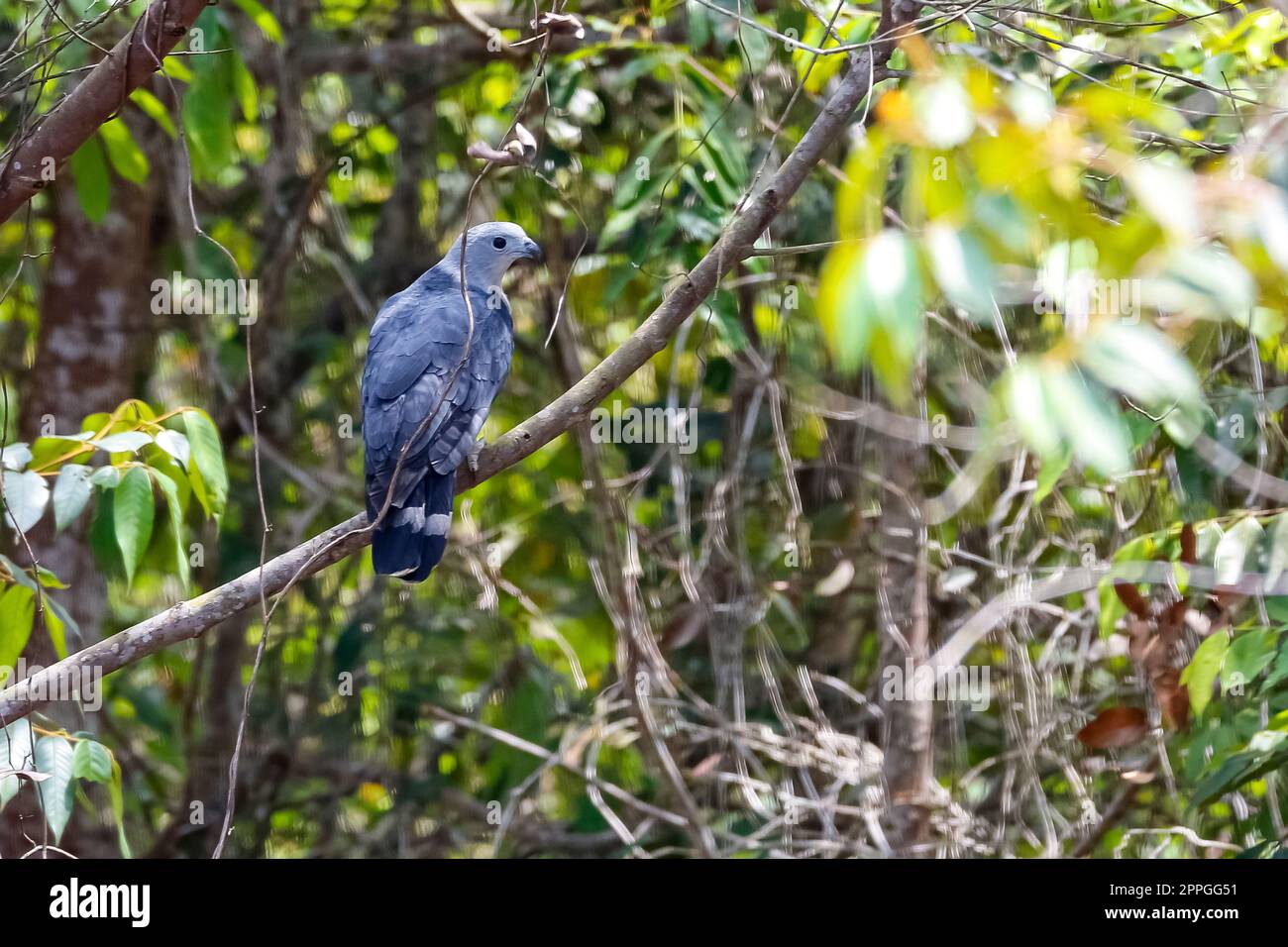 Kite dalla testa grigia che si aggira su un ramo dell'albero contro lo sfondo naturale sfocato, San Jose do Rio Claro, Mato Grosso, Brasile Foto Stock