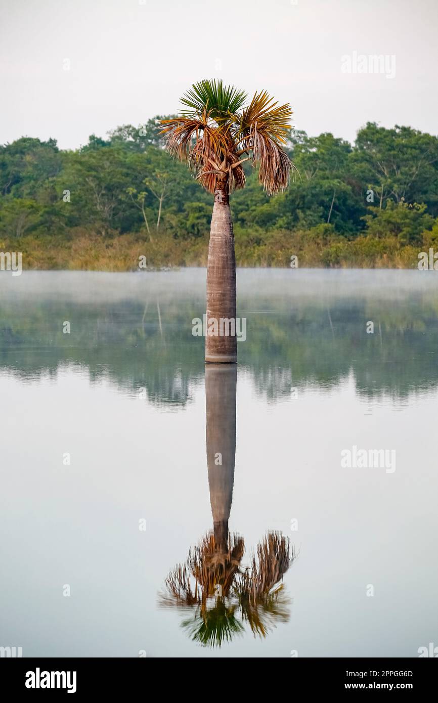 Bellissimo specchio riflesso di una palma in una laguna amazzonica in umore mattina, Amazonia, San Jose do Rio Claro, Mato Grosso, Brasile Foto Stock