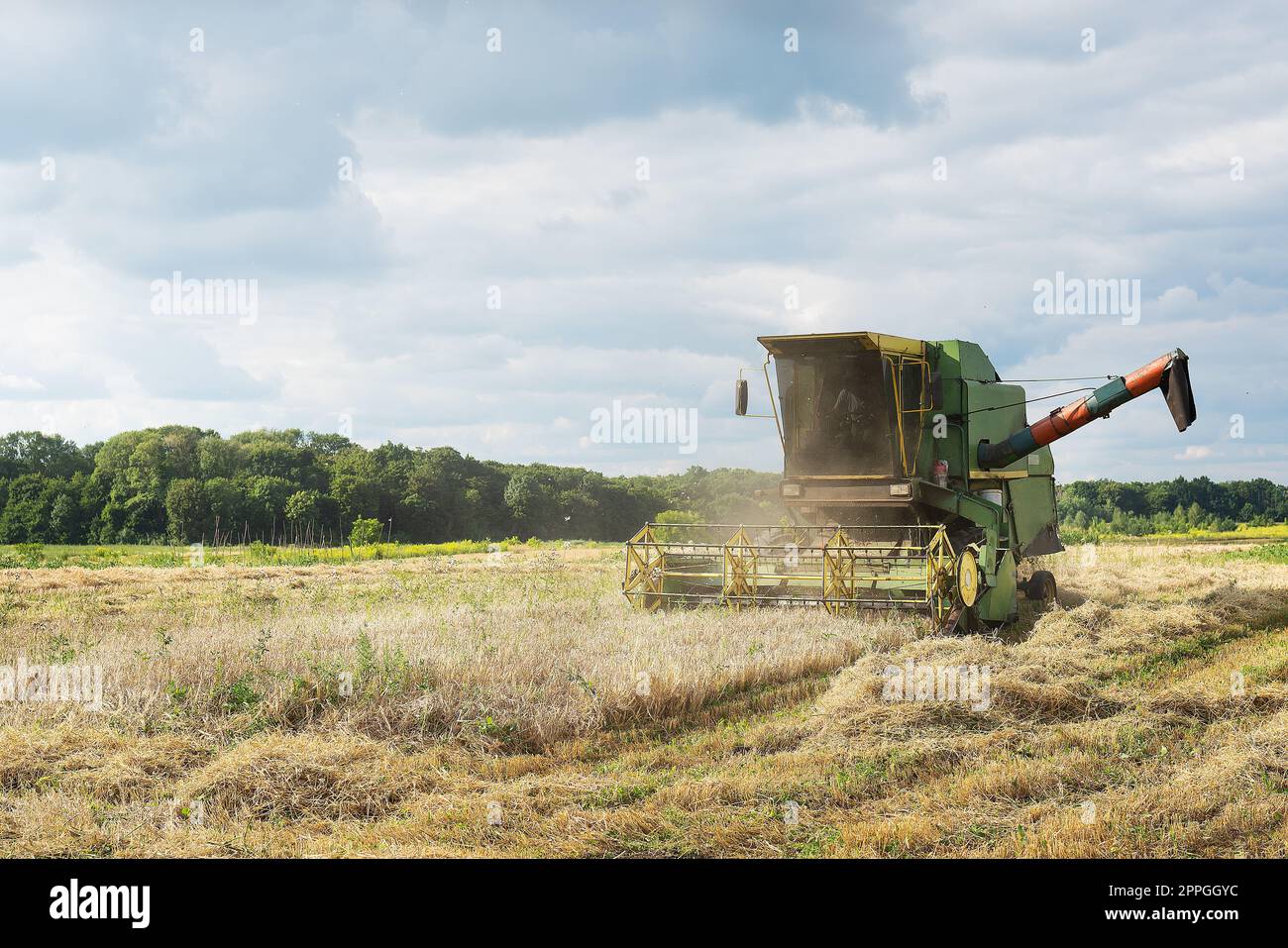 Raccolto. Mietitrebbiatrice per la raccolta di frumento maturo. Agricoltura. Problemi di carenza di grano, carestia, guerra nel 2022. Foto Stock