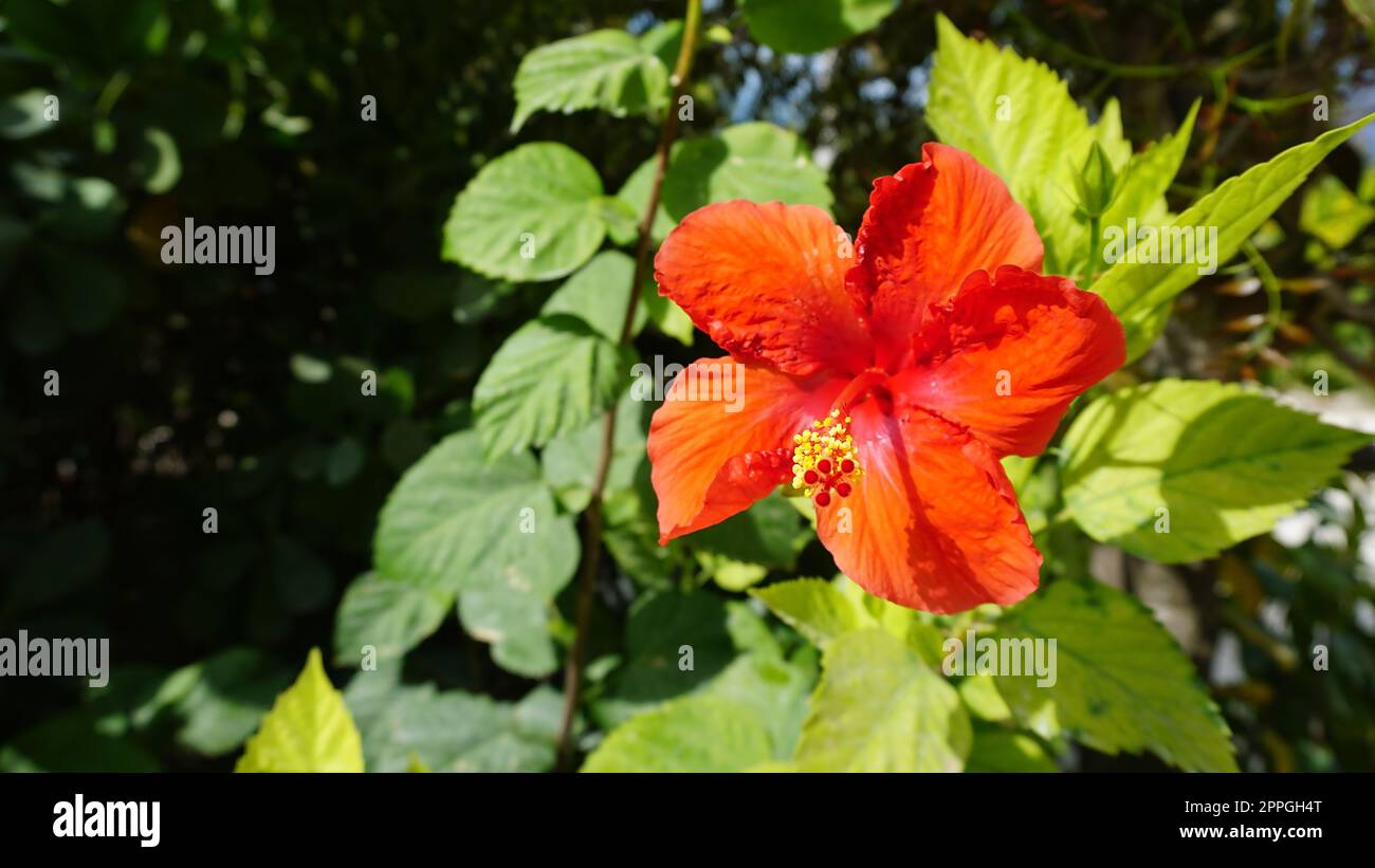 Un grande fiore di ibisco rosso alle Bahamas Foto Stock