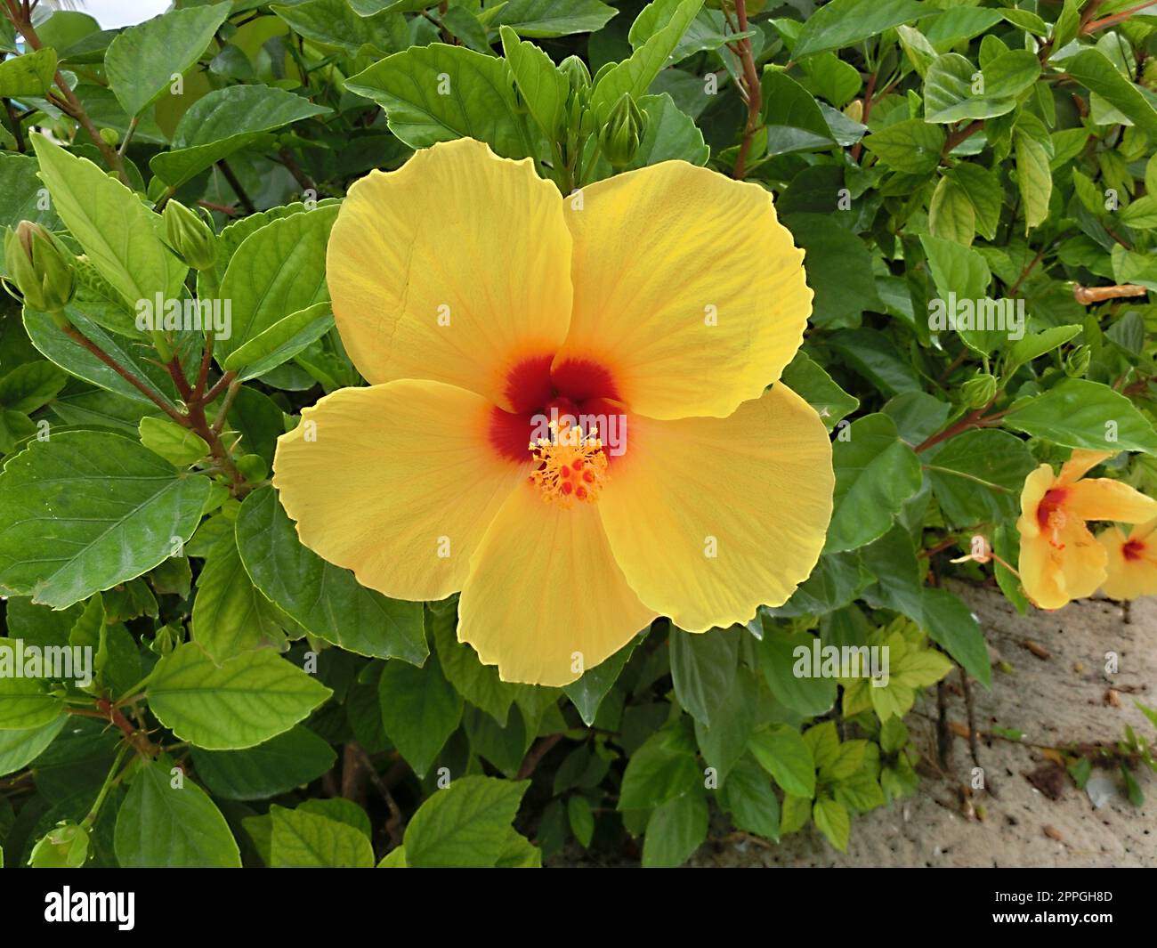 Un grande fiore di ibisco rosso alle Bahamas Foto Stock