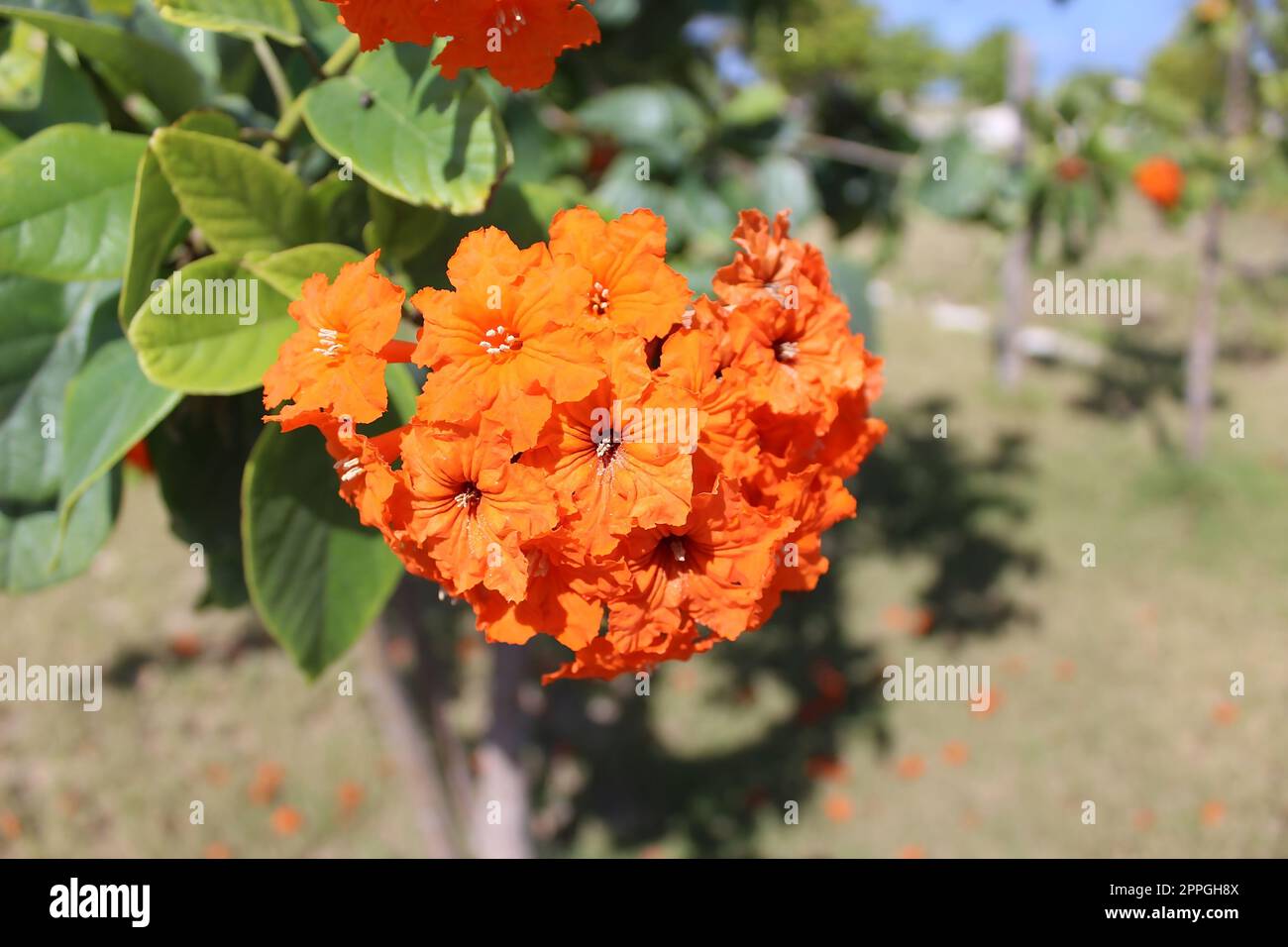 Un grande fiore di ibisco rosso alle Bahamas Foto Stock