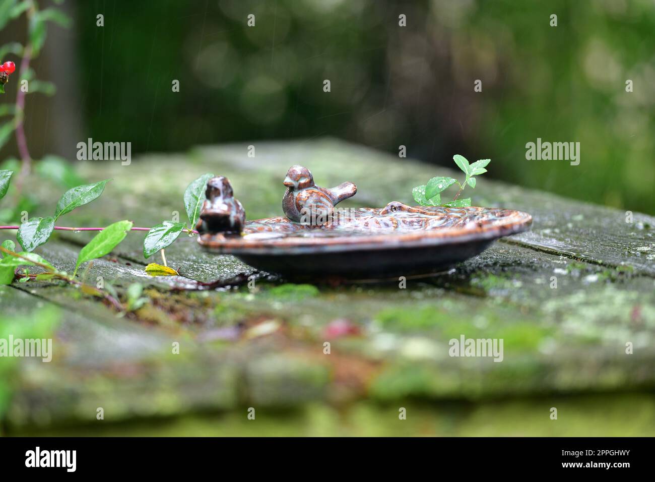 VogeltrÃ¤nke in einem Garten im Regen - bagno di uccelli in un giardino sotto la pioggia Foto Stock