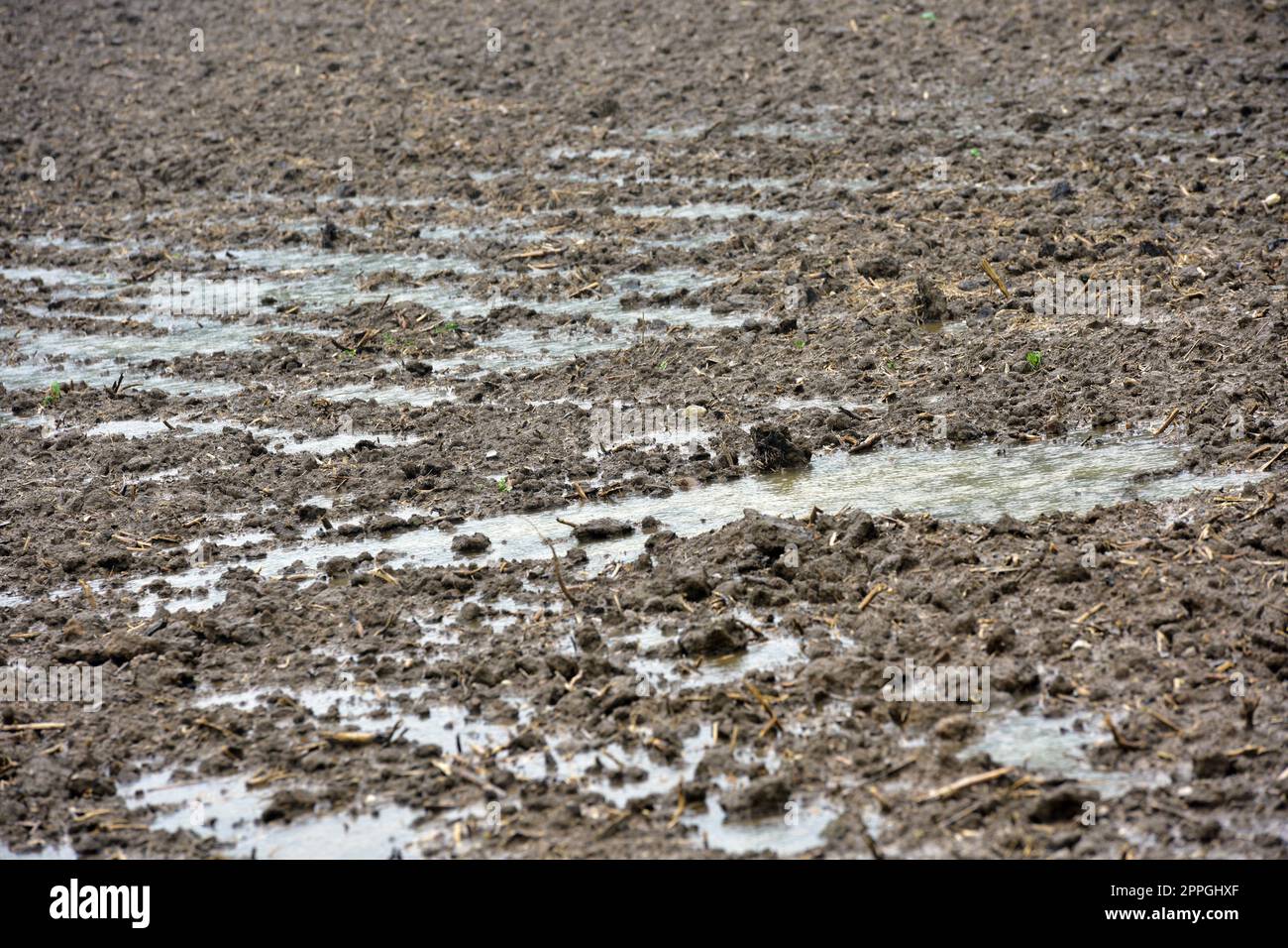 Nach starken RegenfÃ¤llen stehen auf einem frisch geeggten Feld Waserlachen - dopo forti piogge ci sono pozze d'acqua su un campo appena indurito Foto Stock