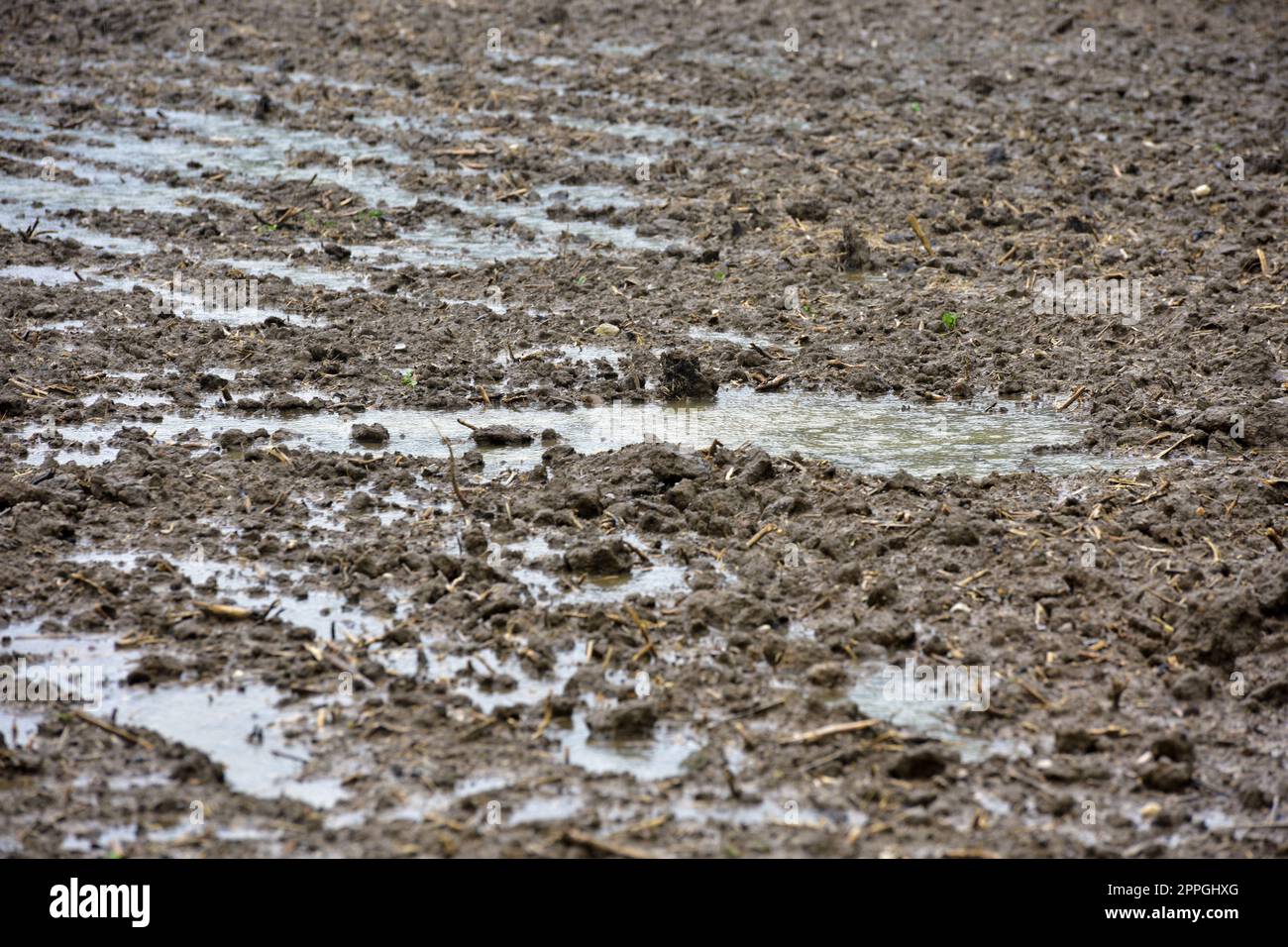 Nach starken RegenfÃ¤llen stehen auf einem frisch geeggten Feld Waserlachen - dopo forti piogge ci sono pozze d'acqua su un campo appena indurito Foto Stock