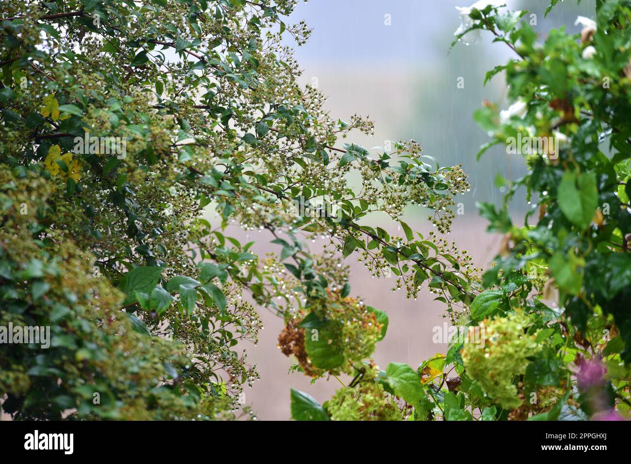 Starker Regen in einem Garten - pioggia intensa in un giardino Foto Stock