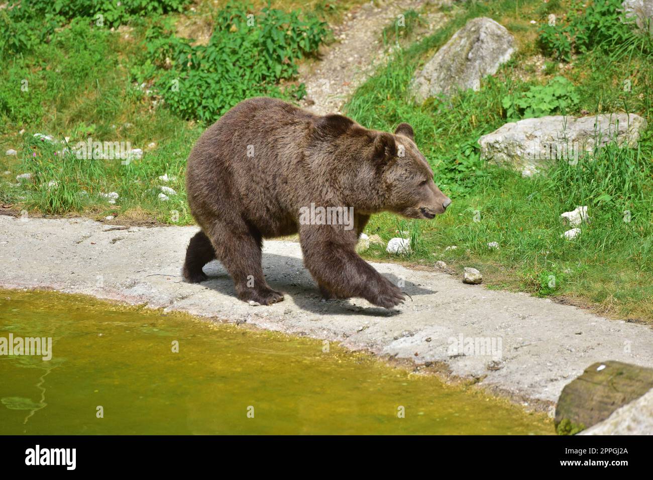 Orso bruno nel parco faunistico Foto Stock