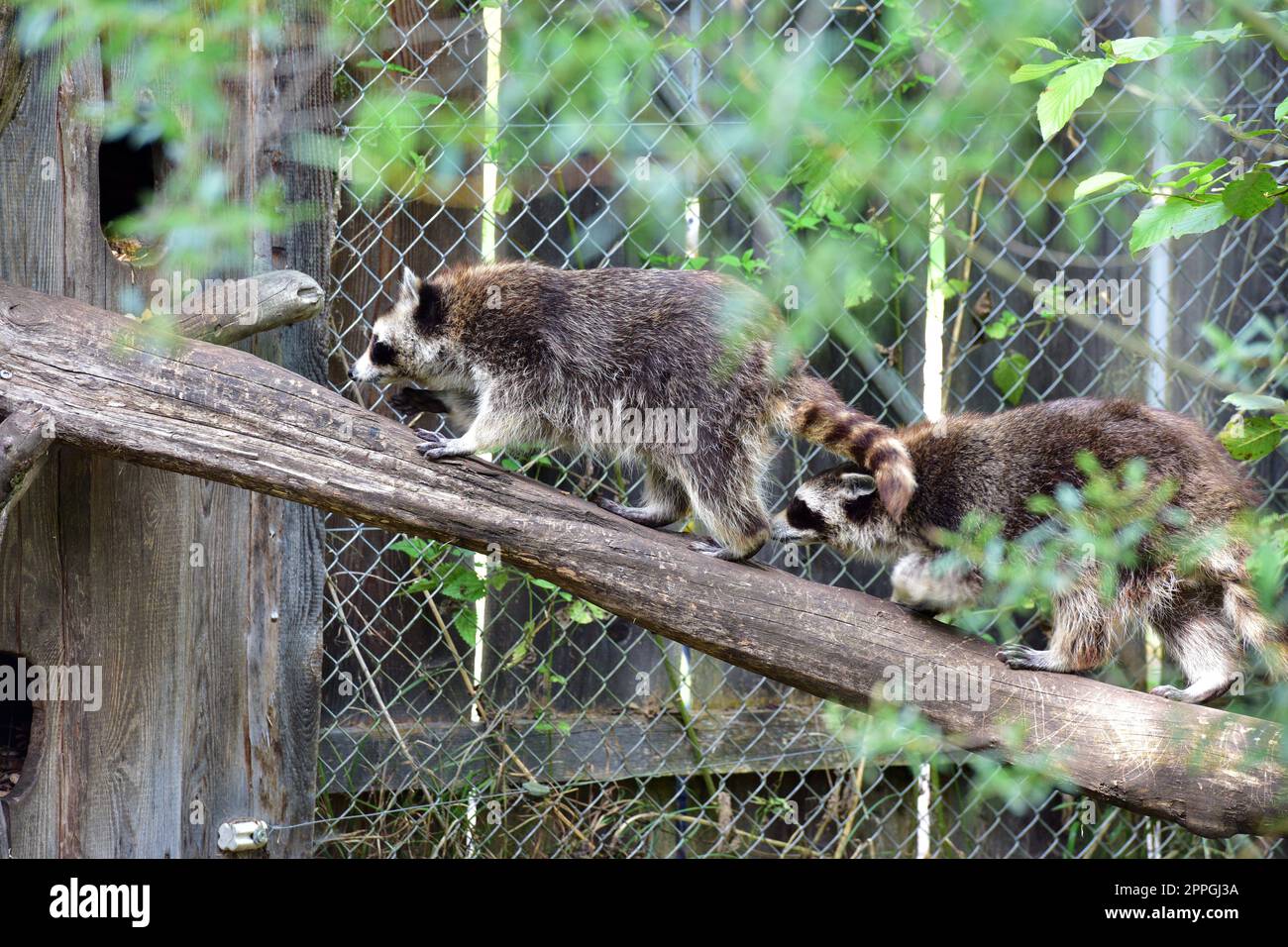 Racoons nel parco faunistico Foto Stock