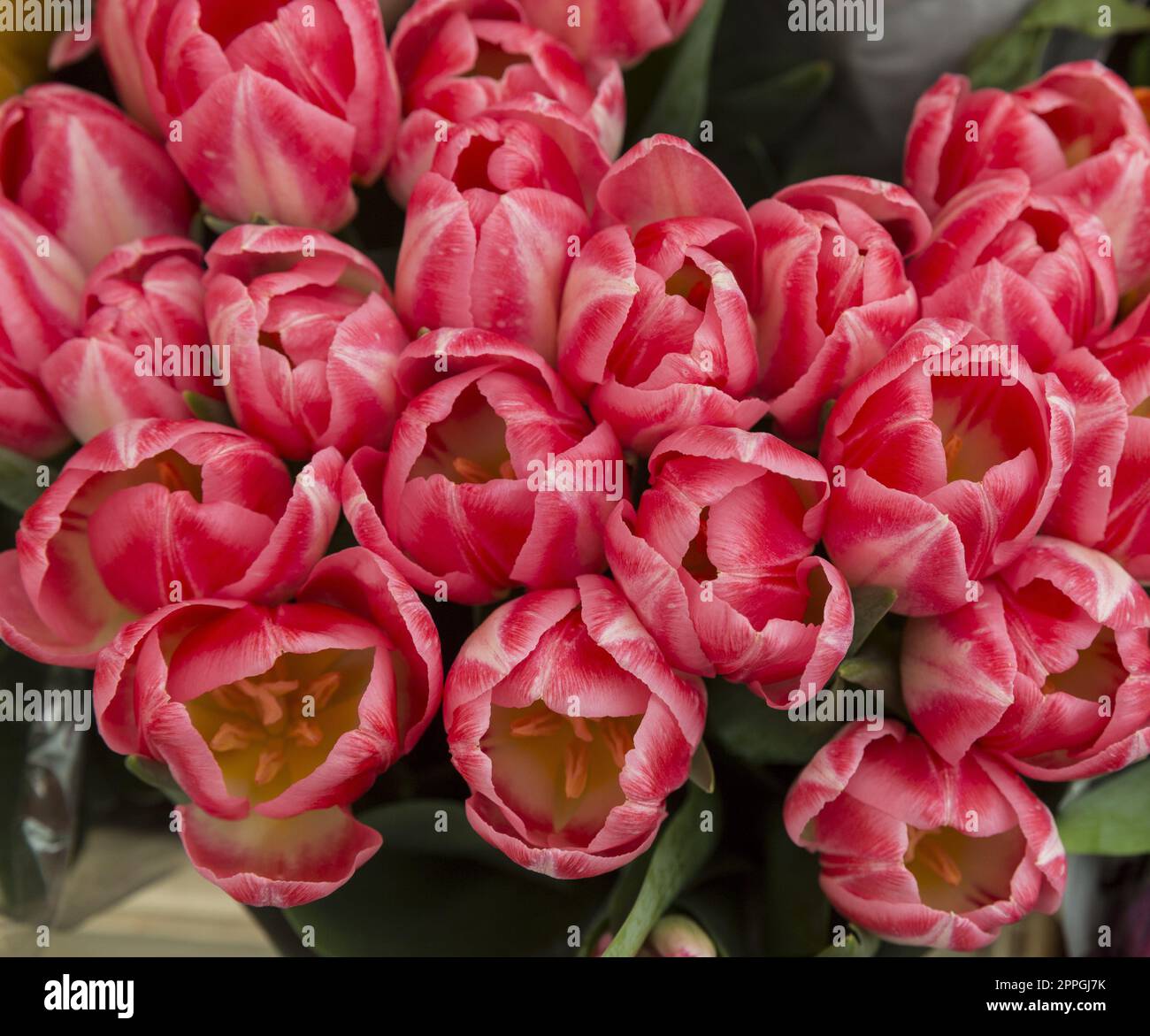 Fiori di primavera Foto Stock