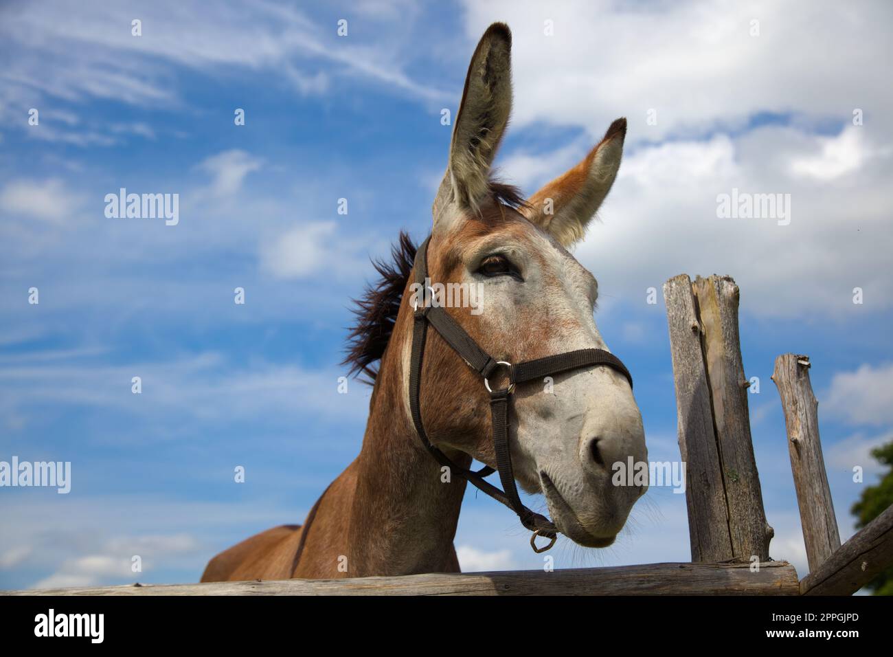grandi orecchie d'asino su cielo nuvoloso blu recinzione di legno per animali da fattoria Foto Stock