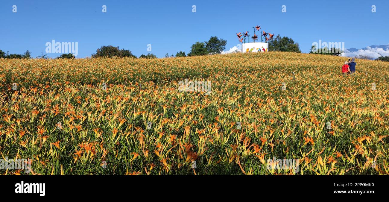 La splendida montagna di fiori diurni della parte orientale di Taiwan Foto Stock