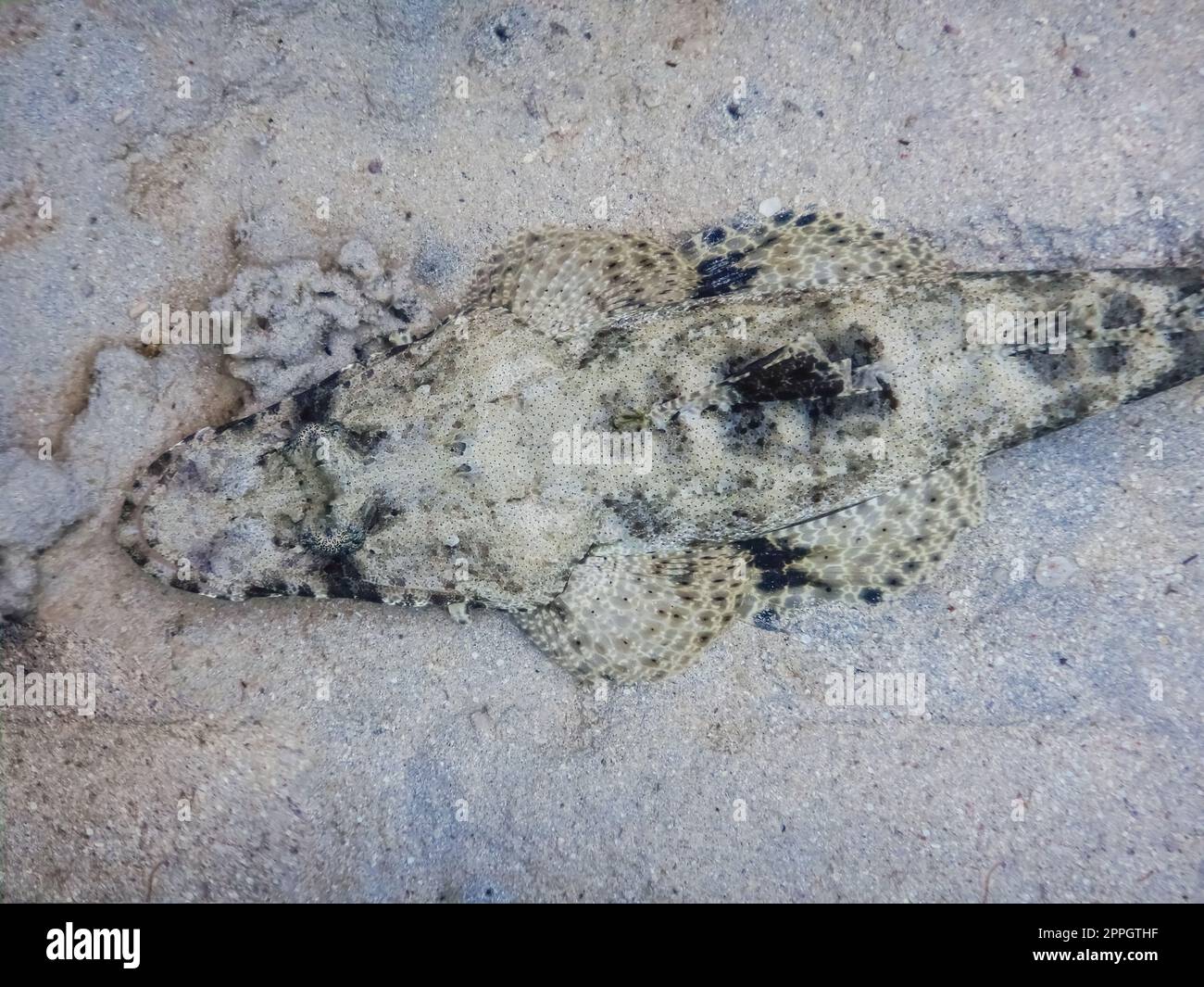 pesci coccodrillo sdraiati sul fondo marino mentre si tuffano nel dettaglio del mare rosso Foto Stock