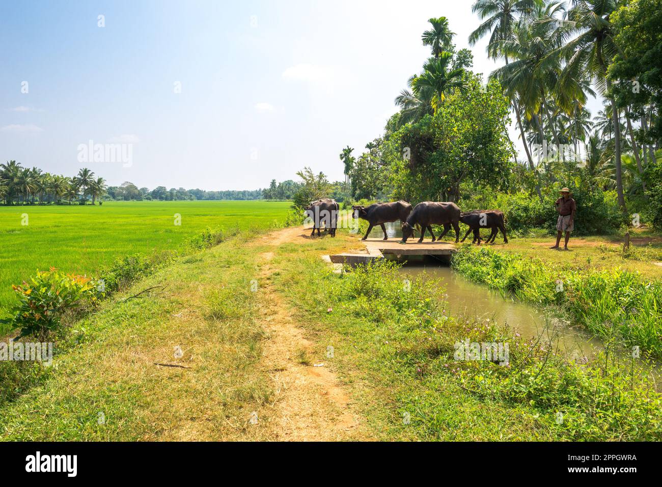 Agricoltura, allevamento e allevamento nel sud dello Sri Lanka Foto Stock