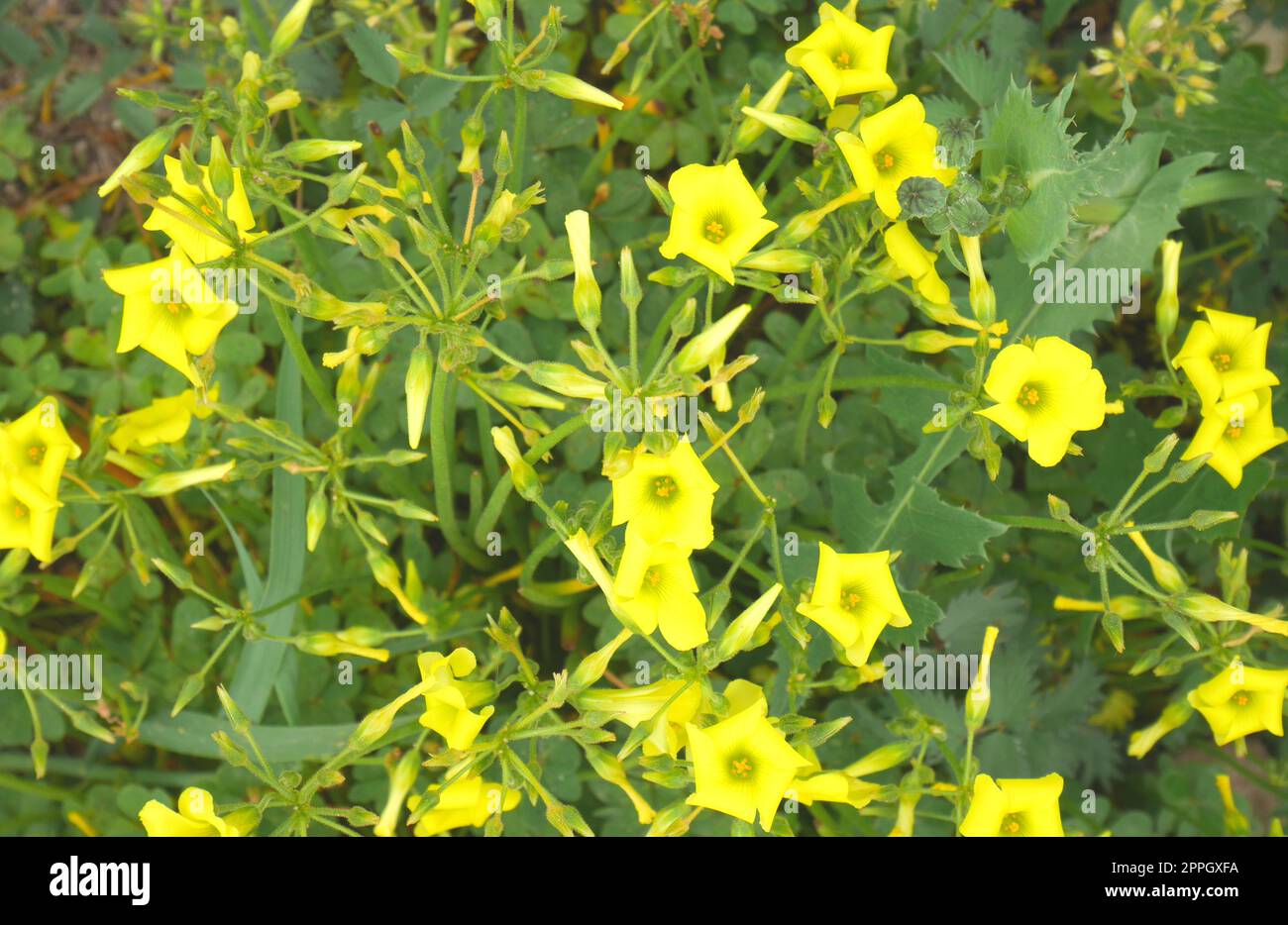 Specie invasive non indigene di fiori, Oxalis pes-caprae, Bermuda buttercup, coltivati in un campo, Episkopi, vicino Paphos, Repubblica di Cipro Foto Stock