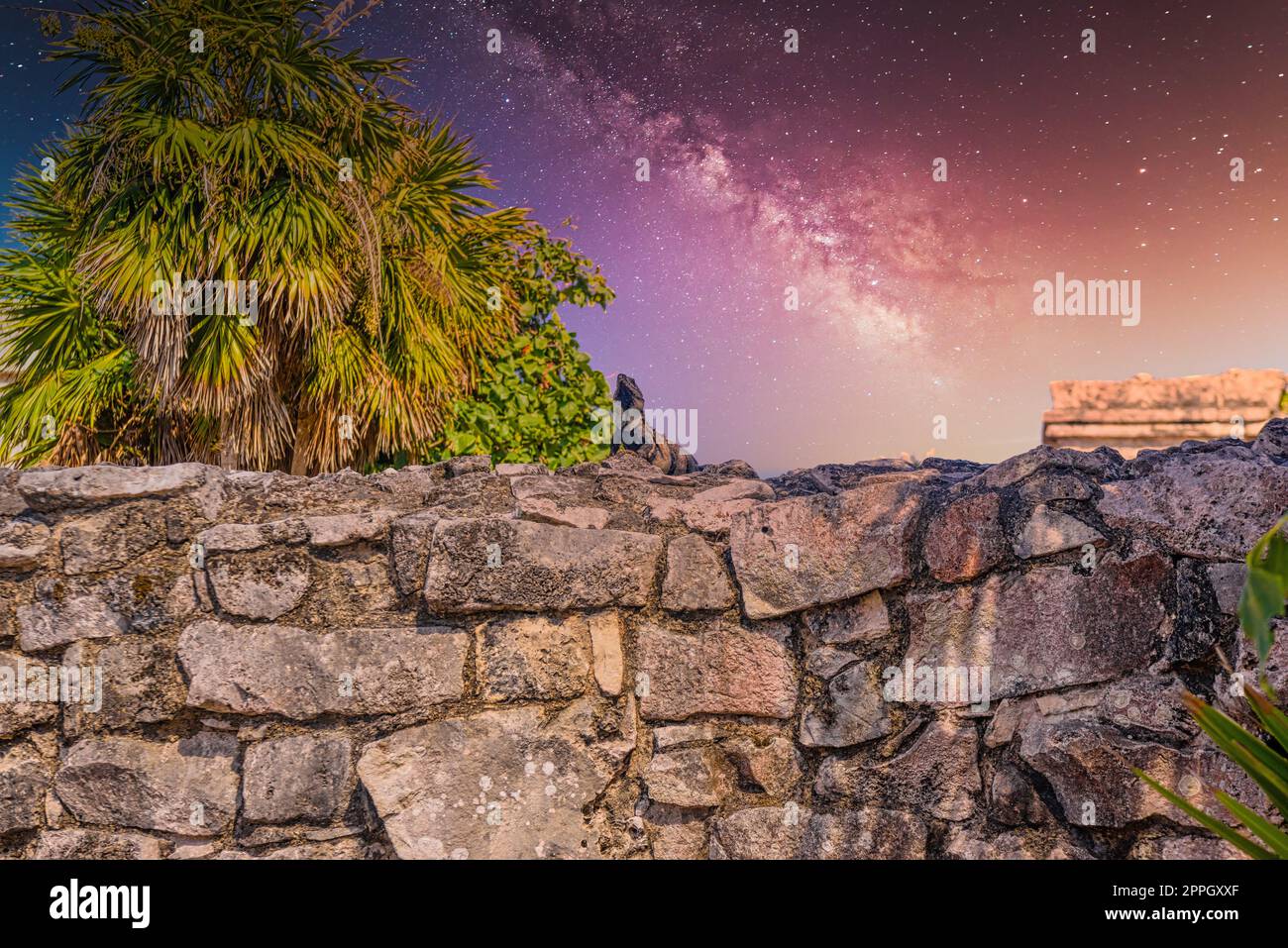Iguana grigia seduta sulle mura di pietra delle rovine Maya del Castello a Tulum, Riviera Maya, Yucatan, Mar dei Caraibi, Messico con la via Lattea Galaxy Stars cielo notturno Foto Stock