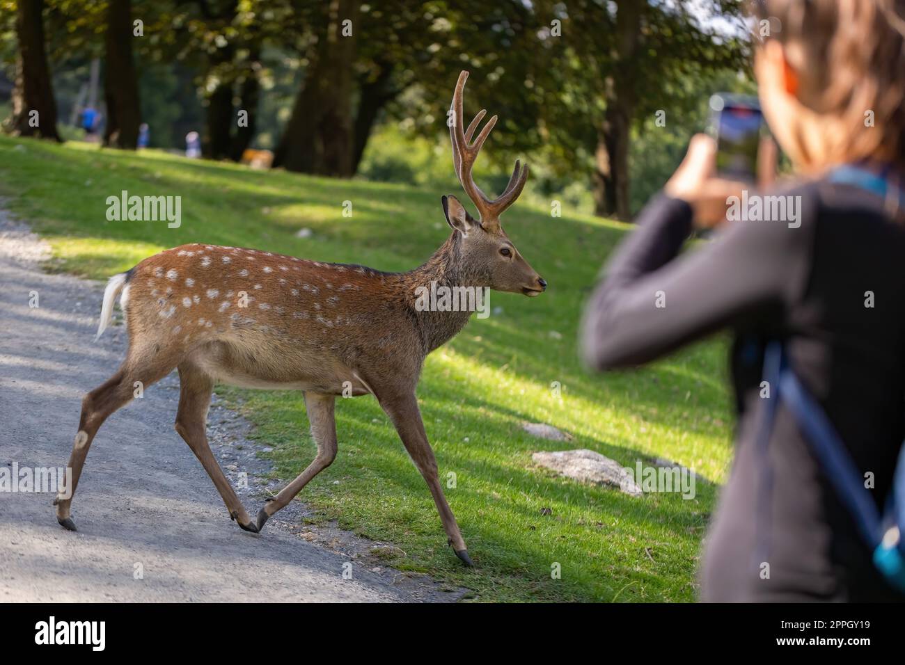 Turista femmina che fotografa su un telefono del cervo di sika che corre davanti a lei Foto Stock