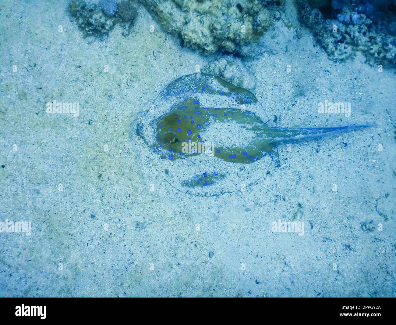 blu maculato di pastinaca sepolto nella sabbia che giace sul fondale del mare Foto Stock
