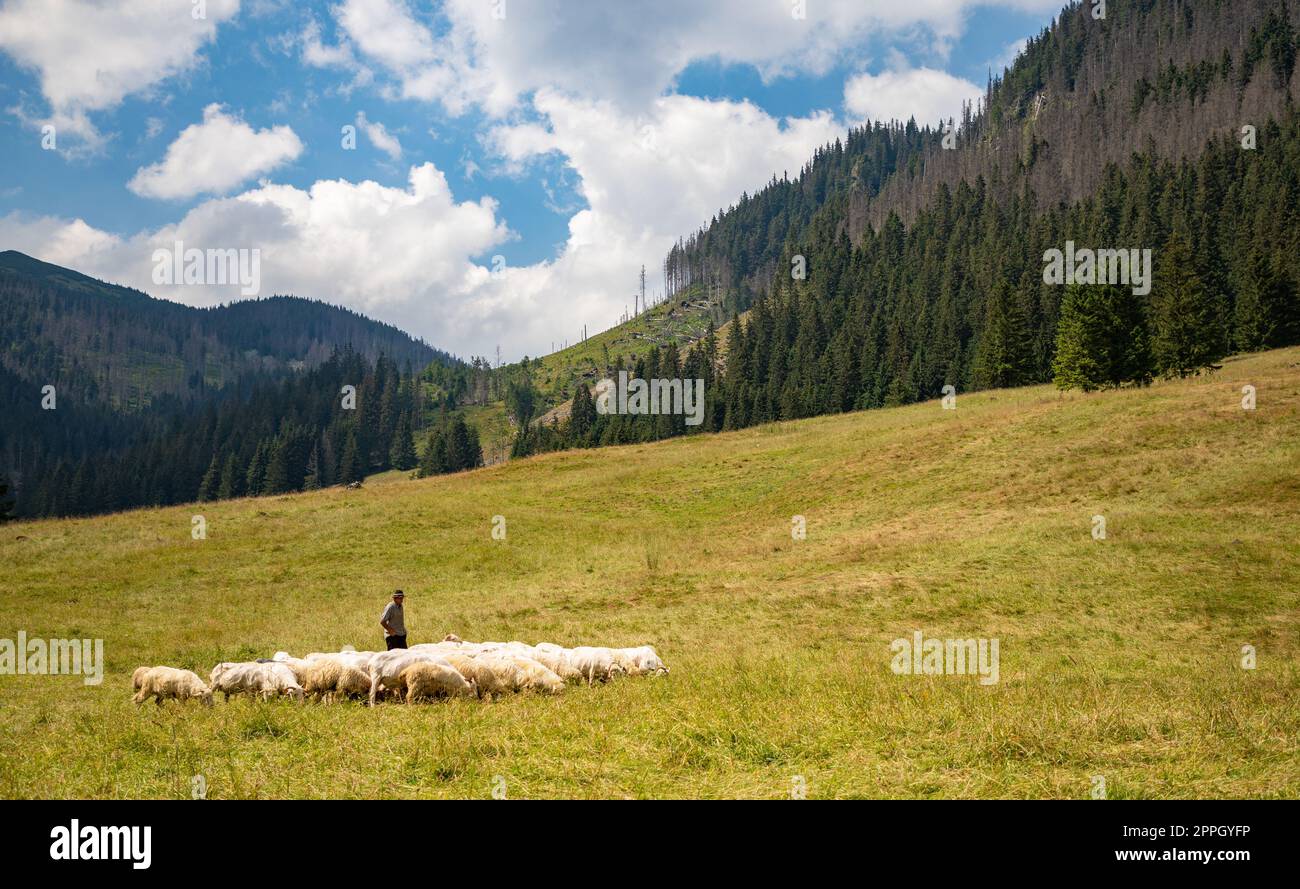 Pecore imbrancandosi Foto Stock