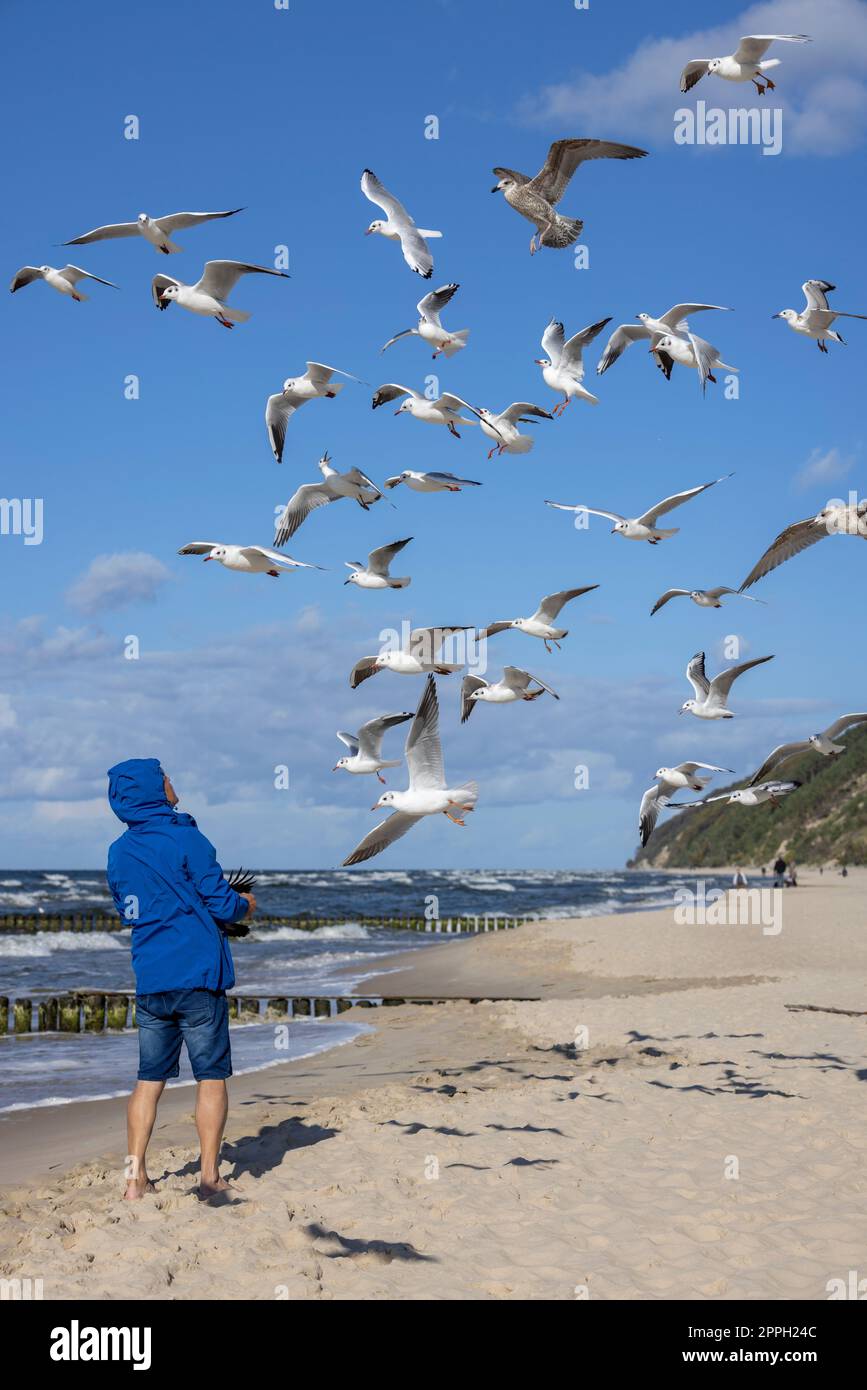 Un uomo che indossa una giacca blu sta dando da mangiare ai gabbiani che volano sopra la sua testa, Mar Baltico, Miedzyzdroje, Polonia Foto Stock