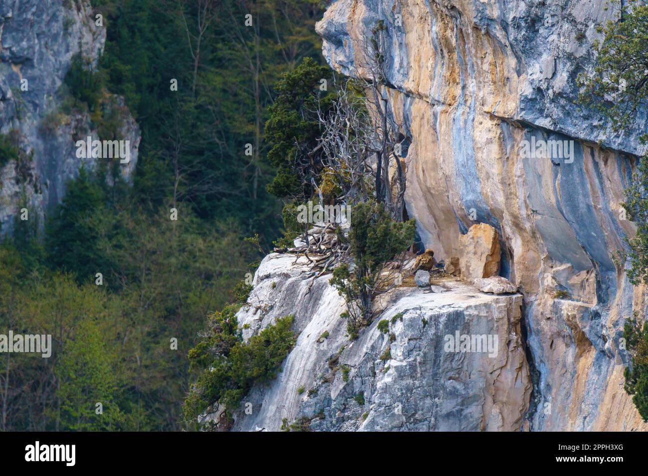 Il nido degli avvoltoi Griffon in parete verticale di granito Foto Stock