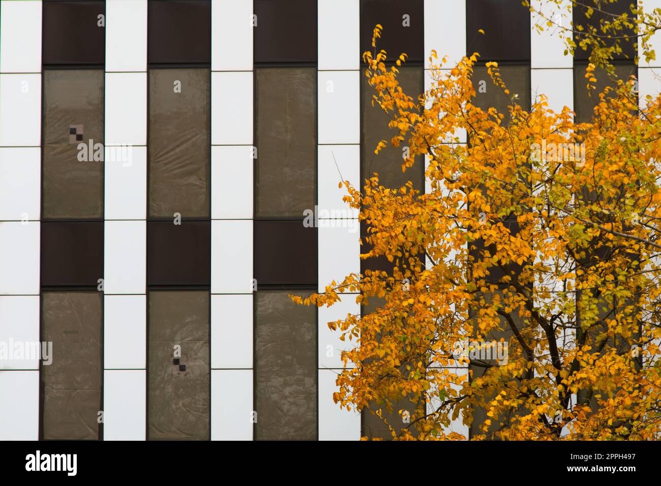 Albero autunnale giallo contro nero e bianco righe verticali modello su un edificio. Foto Stock